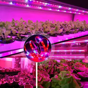 LED Fito de Lâmpadas de Espectro Completo de 5M 12V 5050 Chip UV IR Flor Planta Fito de Crescimento de Lâmpadas De emissões de gases de efeito Hidropônico de Plantas em Crescimento
