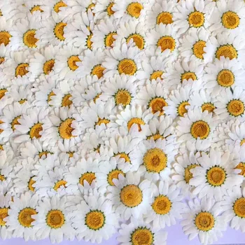 250pcs de 2,5-3,5 cm Pressionado Secas Crisântemo Branco Paludosum de Flores Para a fabricação de Jóias Favorito Caso de Telefone cartão Postal Cartão de Convite de DIY