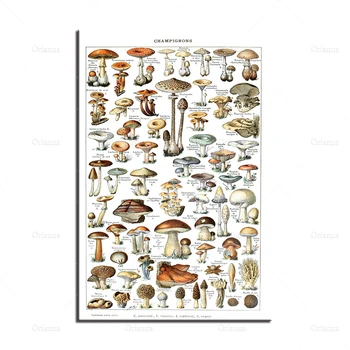 Cogumelo Ciência Ilustração 1909 - Adolphe Millot Botânico de Impressão, cópia do Vintage, Natureza Idéia de Presente - arte de Parede do poster de impressão
