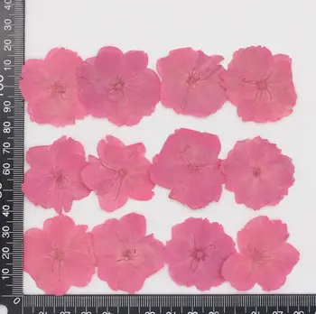 60pcs Pressionado Secos de flores de Cerejeira (Sakura Flor de Plantas do Herbário De Resina Epóxi Jóias Fazendo Cara de Maquiagem, Nail Art Artesanal de DIY