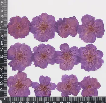 60pcs Pressionado Secos de flores de Cerejeira (Sakura Flor de Plantas do Herbário De Resina Epóxi Jóias Fazendo Cara de Maquiagem, Nail Art Artesanal de DIY