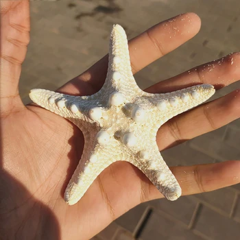 10pcs Branco Knobby Peixes Estrelas Naturais Secas Estrela do mar Estrela do Mar Praia de Artesanato de Casamento Decoração da Casa Pendurar Enfeites de Tiro Adereços