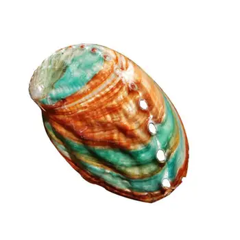 7-8cm Abalone Shell Natural Concha Tanque de Peixes Paisagem Material de BRICOLAGE Quarto Handmade Pintura, Fotografia, Decoração Prop F4Z7