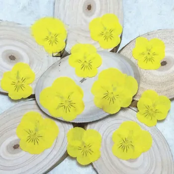 60pcs Secas Pressionado Amarelo Pansy Corydalis Suaveolens Hance de Flores de Plantas do Herbário De Jóias Favorito Caso de Telefone cartão Postal de DIY